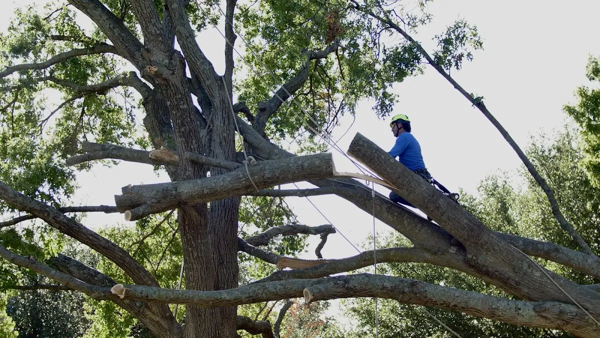 Professional Hazardous Tree Removal performed by certified arborists in Hinckley