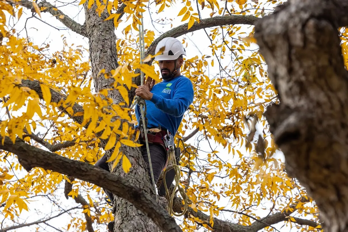 Skilled Tree Planting crew working in Hinckley